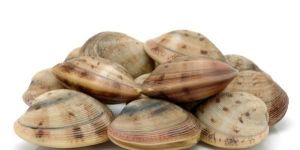 Clams