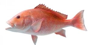 Red Snapper Fish