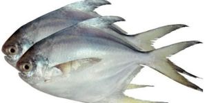 Silver Pomfret Fish