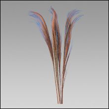 Broom Grass