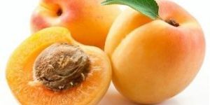 Apricot