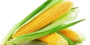 Corn