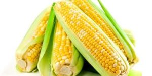 Yellow Corn Maize