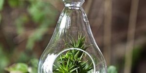 Bulb Shape Planter Vase
