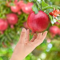 Pomegranate