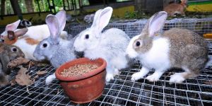Rabbit Farming