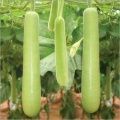Bottle Gourd Seeds