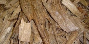 Agarwood