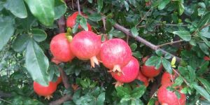 Pomegranate