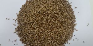 Coriander Seeds