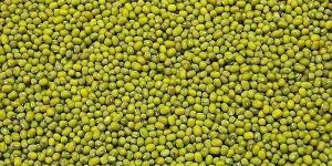 Green Moong Beans