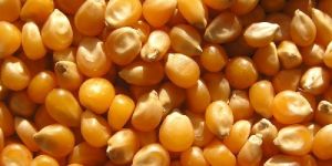 Maize