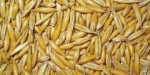 Oats