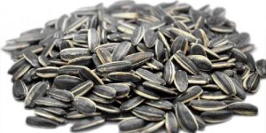 Sunflower Seeds