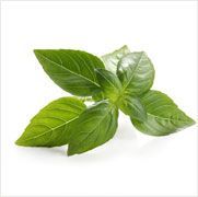 Basil Oil