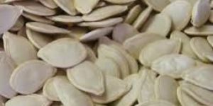 Pumpkin Seed Carrier Oil