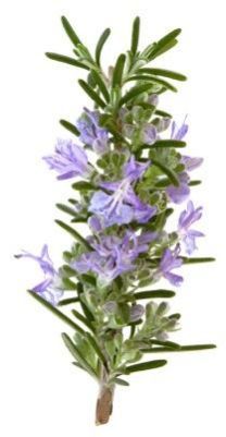 Rosemary Oil