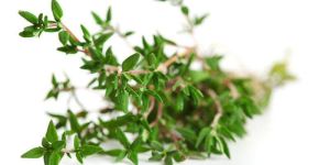 Thyme Oil