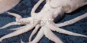 Cephalopods Sea Food