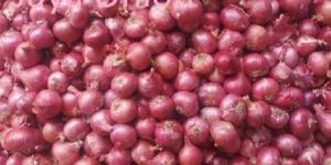 Rose Onion