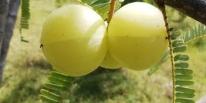 Amla