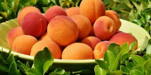 Apricot Fruit