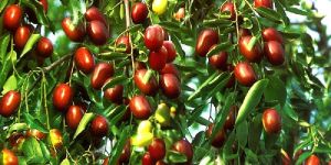 Jujube Fruit