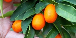 Kumquats Fruit