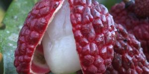 Lychee