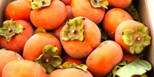 Persimmons Fruit