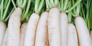 Radish