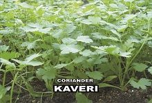 Coriander