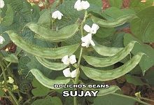 Dolichos Beans