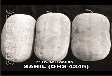 Hybrid Ash Gourd