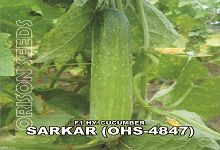 HyBrid Cucumber