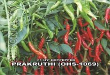 Hybrid Hot Pepper