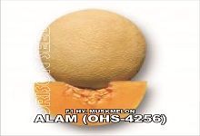 Hybrid Muskmelon