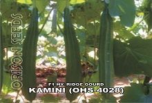 Hybrid Ridge Gourd