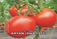Hybrid Tomato
