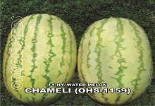 Hybrid Watermelon