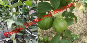 VNR Guava Plants