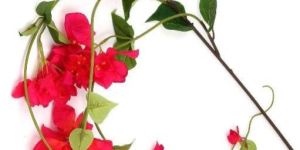 BOUGAINVILLEA VINE PURPLE FLOWER