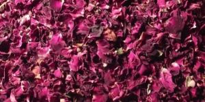 Dry Rose Petals