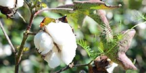 Indian Raw Cotton