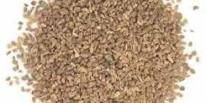 Celery Seed Oil