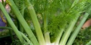 Fennel Oil