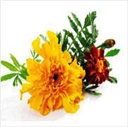 Tagetes Oil