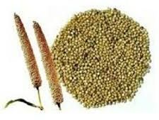 Pearl Millet Seeds