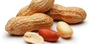 Groundnut Kernels