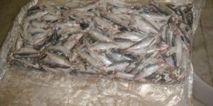 Frozen Sardine